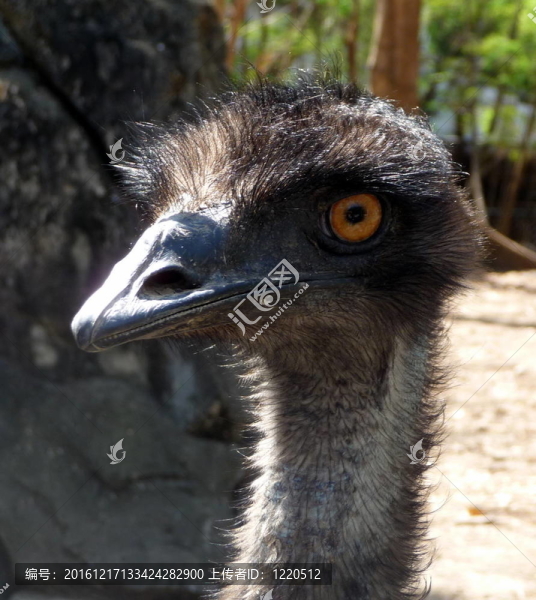 鴕鳥的頭；野生動物園
