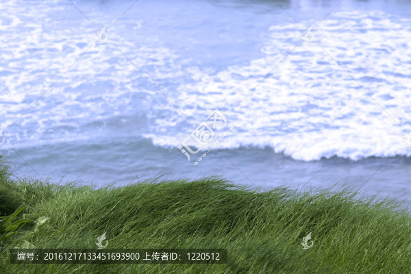 懸崖邊上的草
