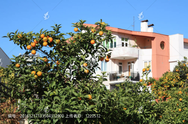 Tangerine夜店的樹
