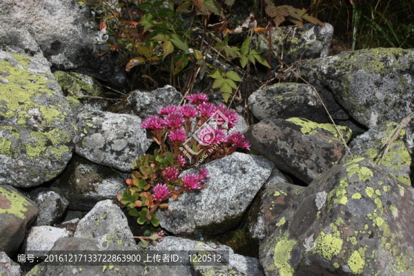 Flowers；山地植物