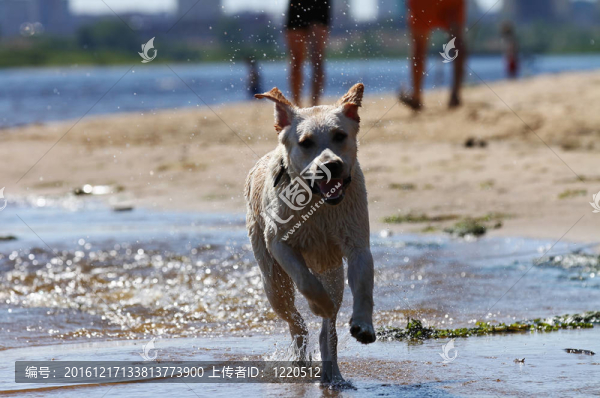 拉布拉多獵犬的運(yùn)行和飛濺的水