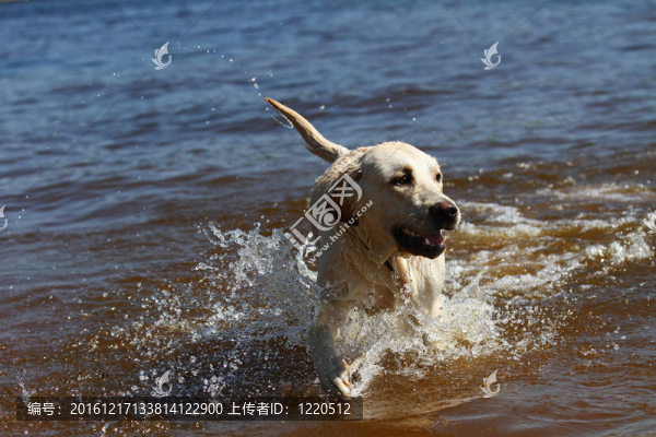 拉布拉多獵犬的運(yùn)行和飛濺的水