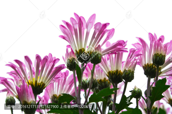 雛菊粉色的花