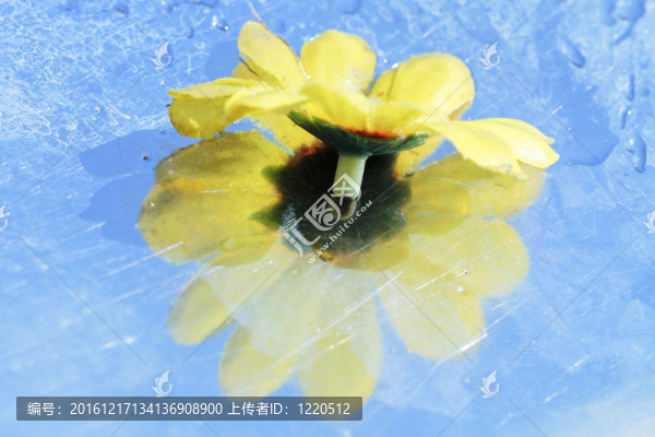 雛菊