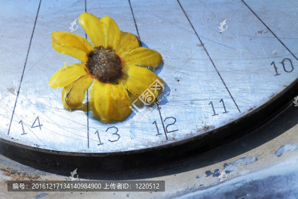 金屬底座上的雛菊