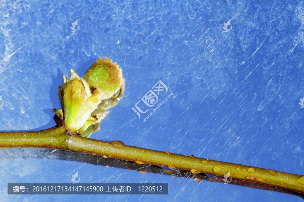 閉花