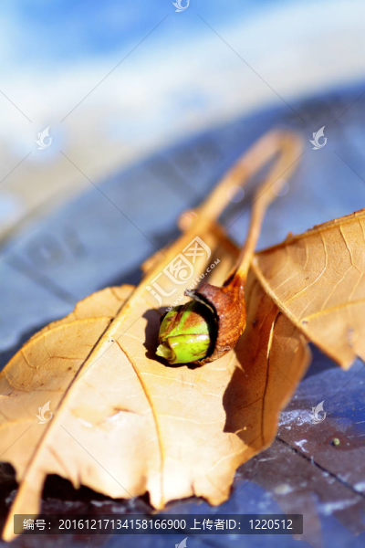 日晷的花