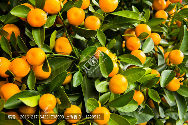 橘子樹