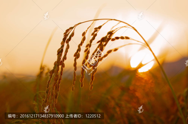 水稻穗