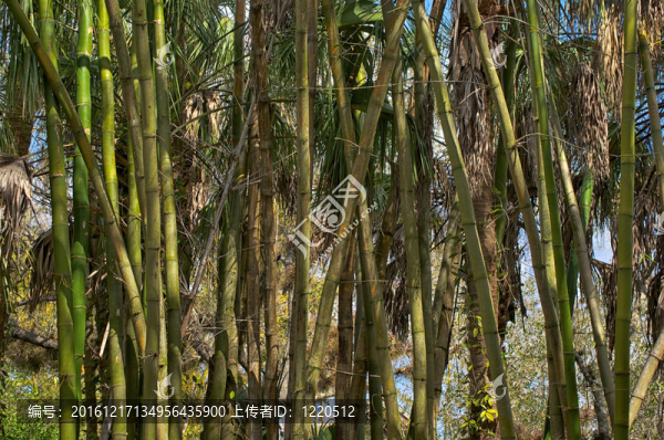 竹林