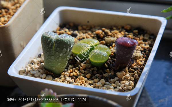 多肉植物