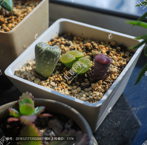 多肉植物