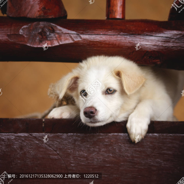 拉布拉多獵犬