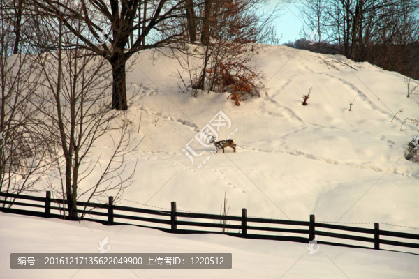 雪中的鹿