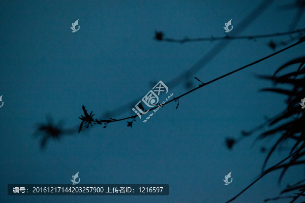 細(xì)夜幽蘭