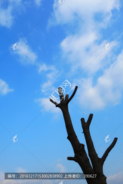 藍天下光禿禿的樹椏
