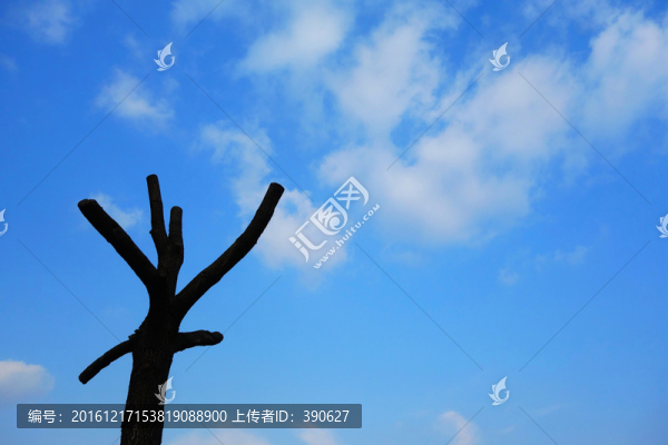 藍天下光禿禿的樹椏