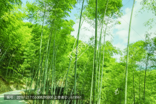 綠色竹林翠竹林