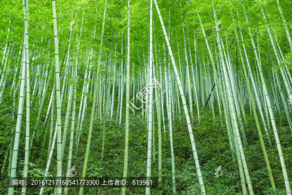 綠竹