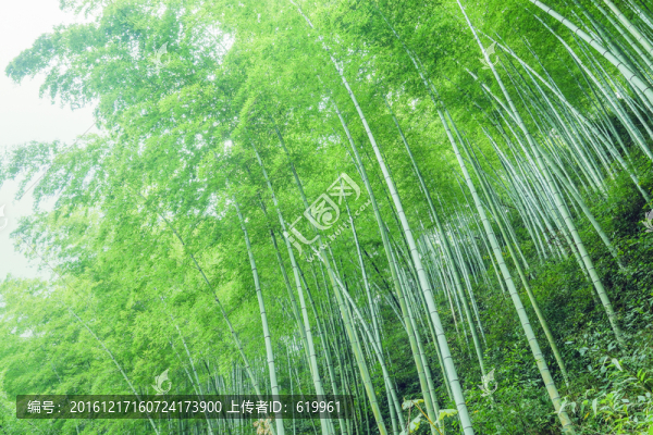 綠竹