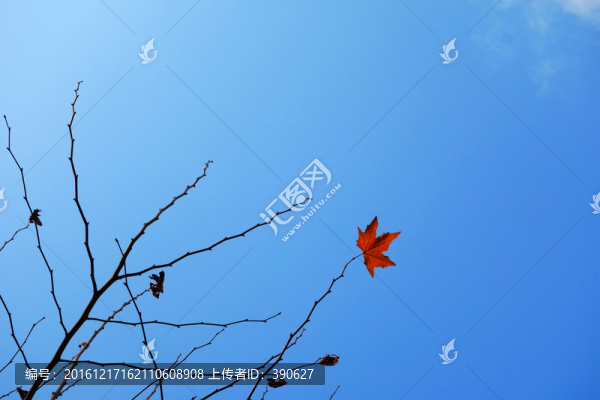 樹枝藍(lán)天
