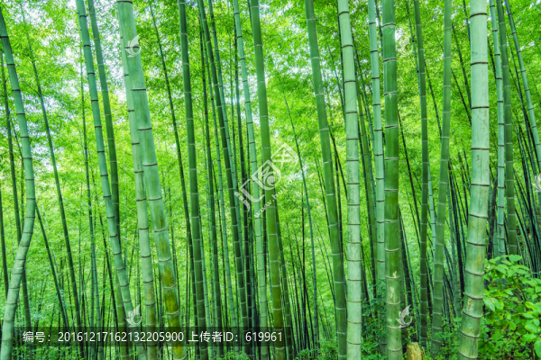 綠竹林