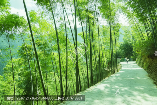 竹林小路