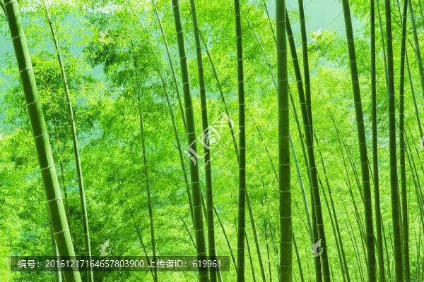 綠竹林