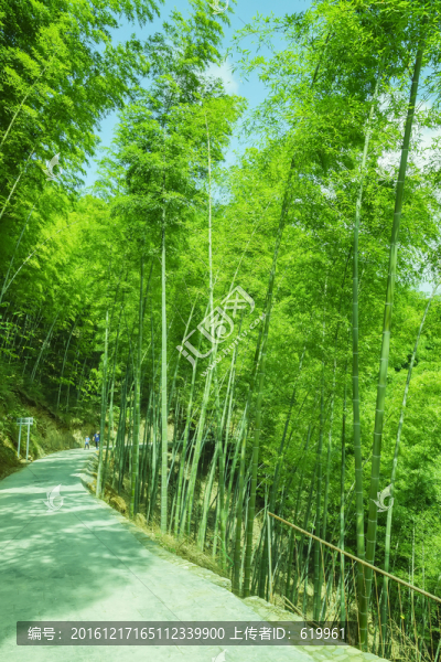 竹林小路