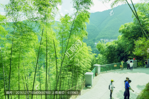 木坑竹海
