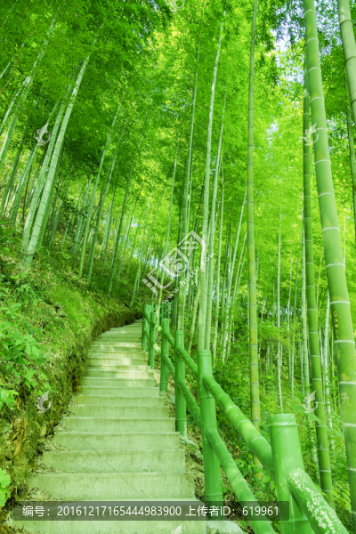 竹林小路