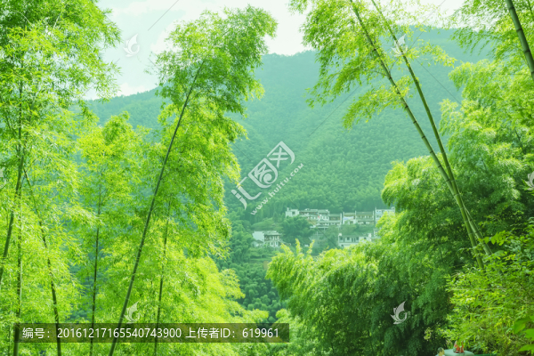 翠竹林
