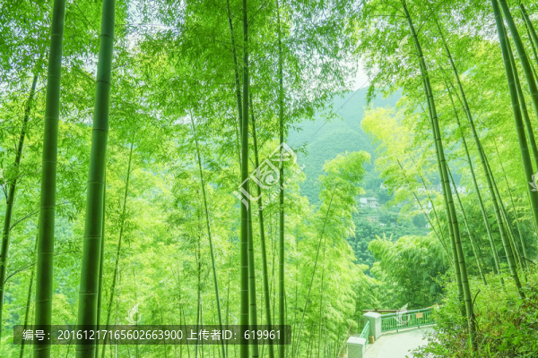 綠竹