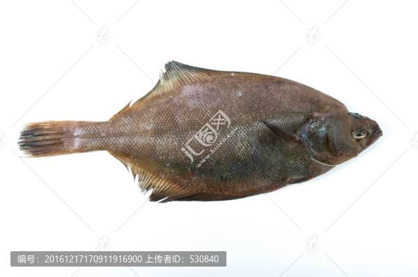 偏口魚