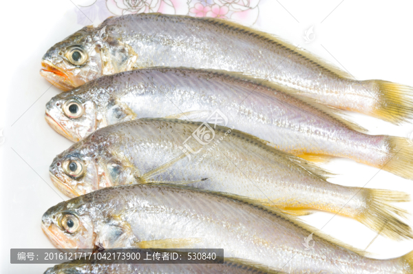 黃花魚