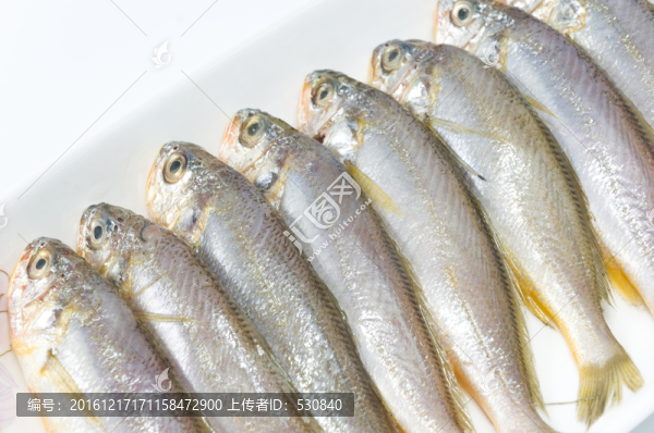 黃花魚
