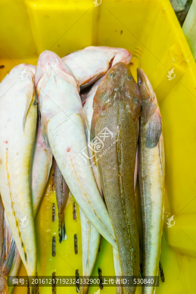 紅頭魚