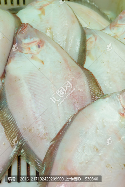 偏口魚