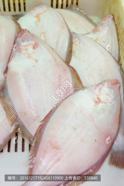 偏口魚