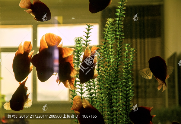 魚