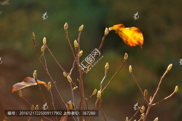 一葉知秋