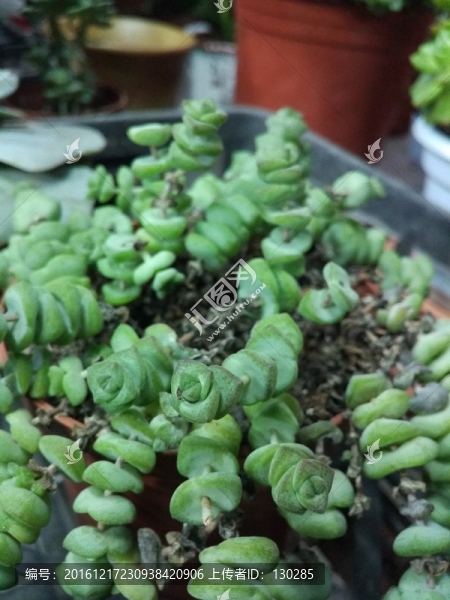 多肉植物