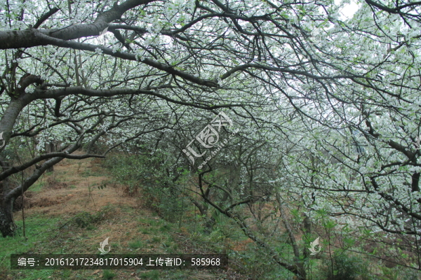 李花