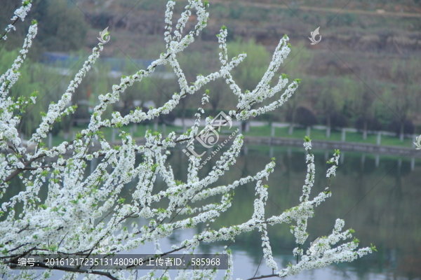 李花