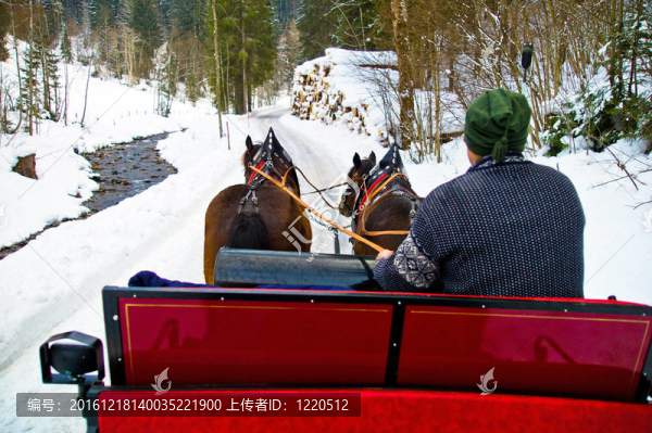 雪橇是由兩匹馬拉著。冬日的浪漫。