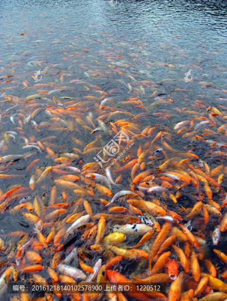 魚羊背景