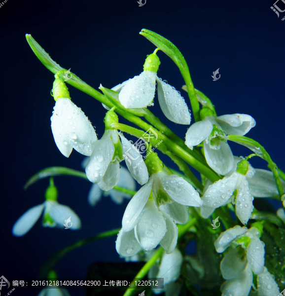 春天的花雪花蓮。