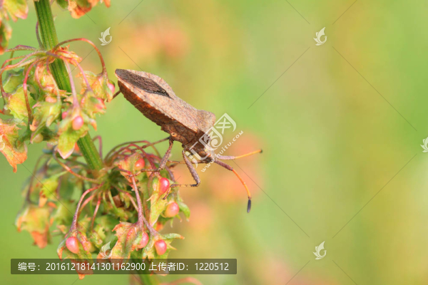 臭蟲；臭蟲棕色夏季嬌嫩的花