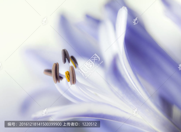 淡紫色的花的特寫