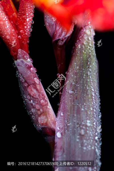 雨后的美人蕉